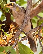 Yellow-throated Miner