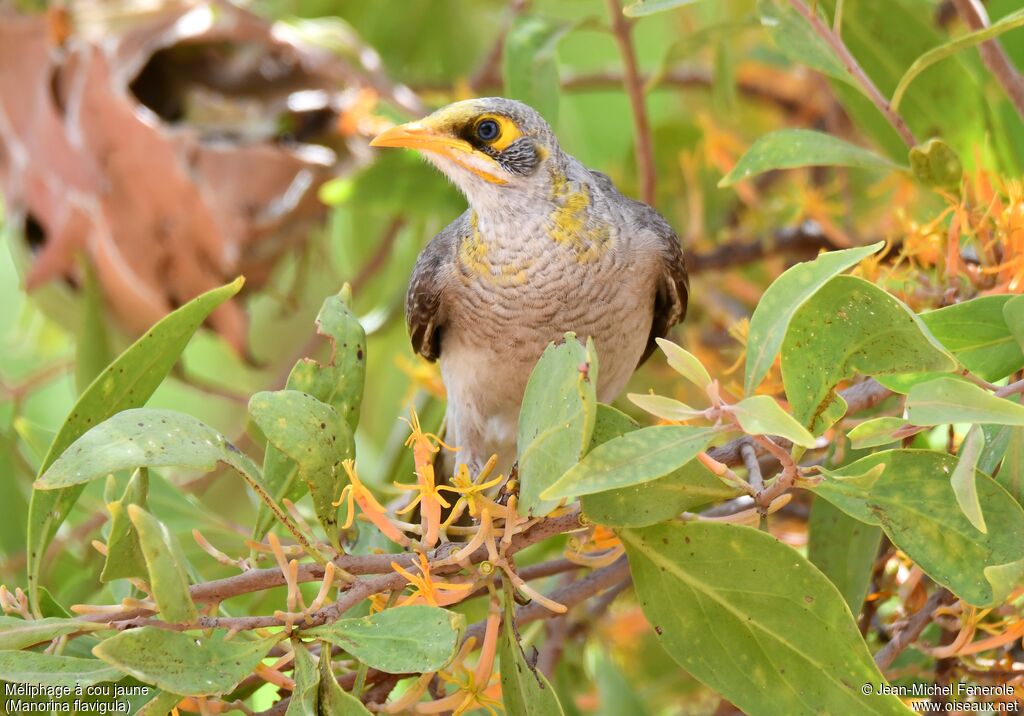 Yellow-throated Miner