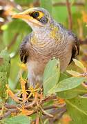 Yellow-throated Miner