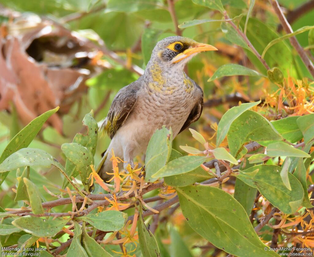 Yellow-throated Miner