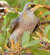 Yellow-throated Miner