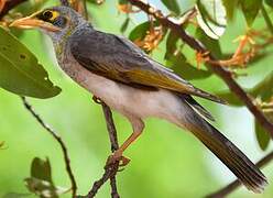 Yellow-throated Miner