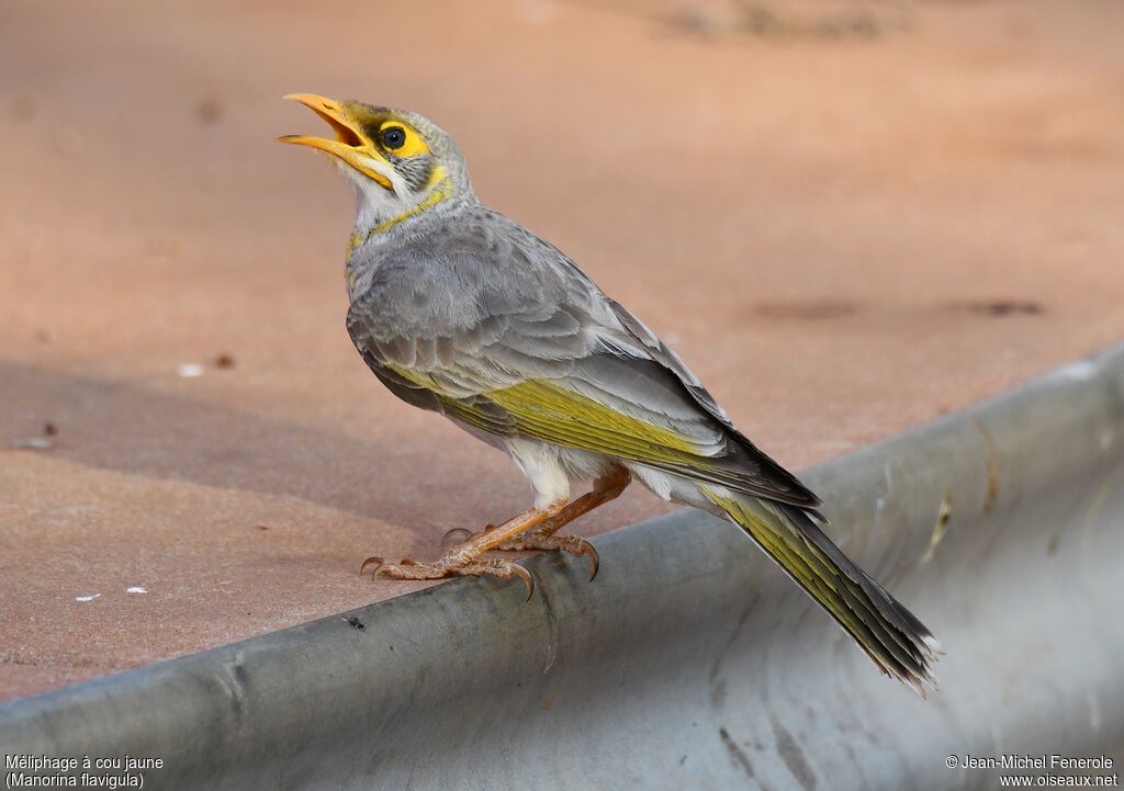 Yellow-throated Miner