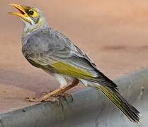 Yellow-throated Miner