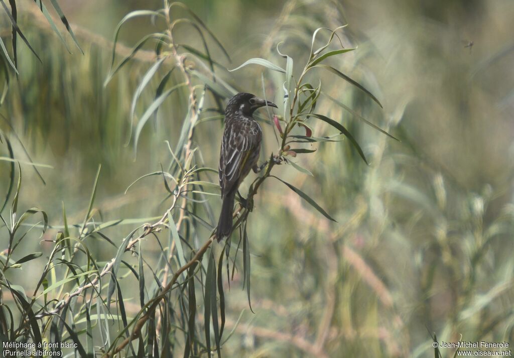 White-fronted Honeyeater