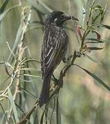 White-fronted Honeyeater