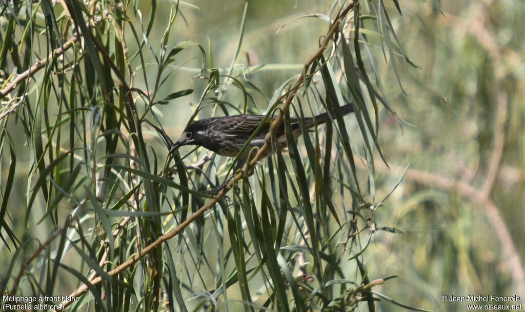 White-fronted Honeyeater