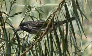 White-fronted Honeyeater