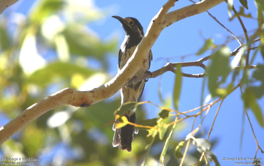 White-fronted Honeyeater