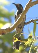 White-fronted Honeyeater