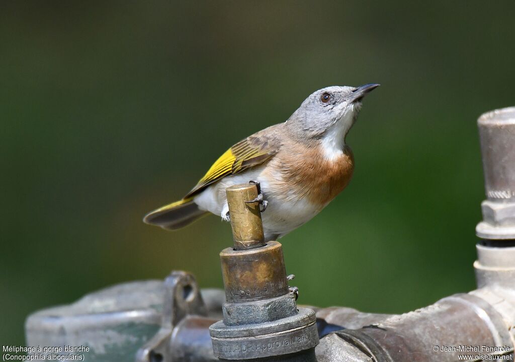 Rufous-banded Honeyeater