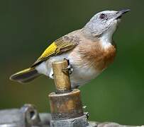 Rufous-banded Honeyeater