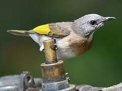 Rufous-banded Honeyeater