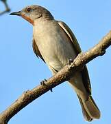 Rufous-throated Honeyeater