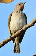 Rufous-throated Honeyeater