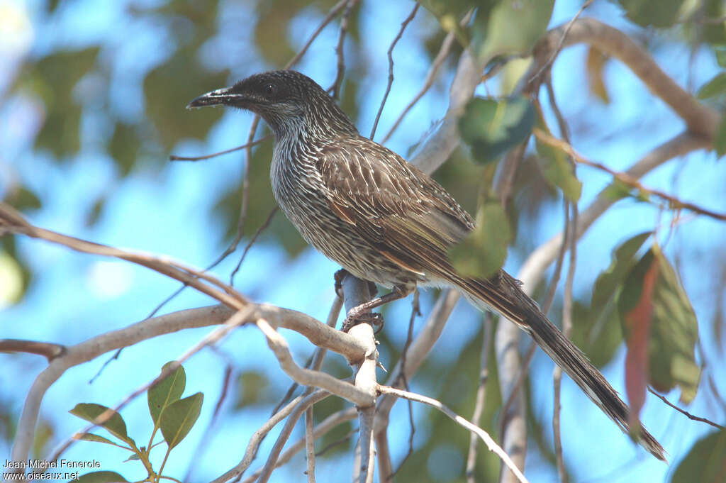 Little Wattlebirdadult, identification