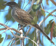 Little Wattlebird