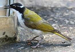 White-throated Honeyeater