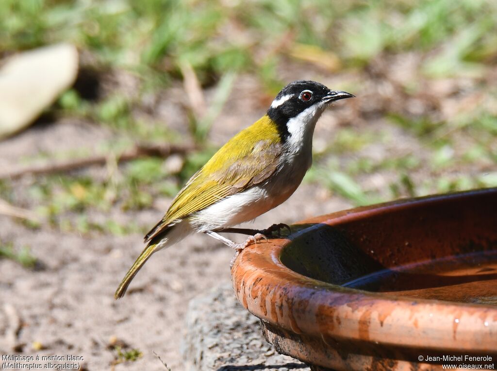 White-throated Honeyeater