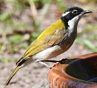 White-throated Honeyeater