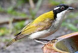 White-throated Honeyeater