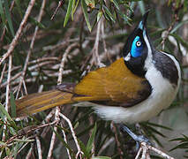 Blue-faced Honeyeater