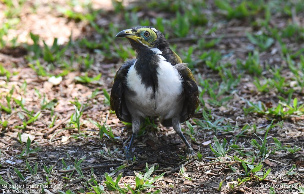 Blue-faced Honeyeaterimmature