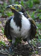 Blue-faced Honeyeater