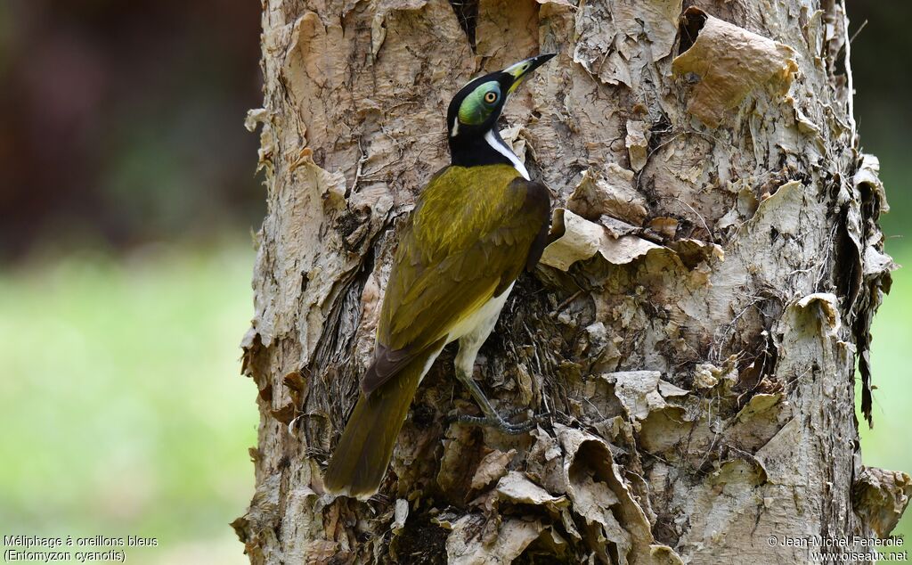 Blue-faced Honeyeater