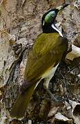 Blue-faced Honeyeater