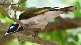 Blue-faced Honeyeater