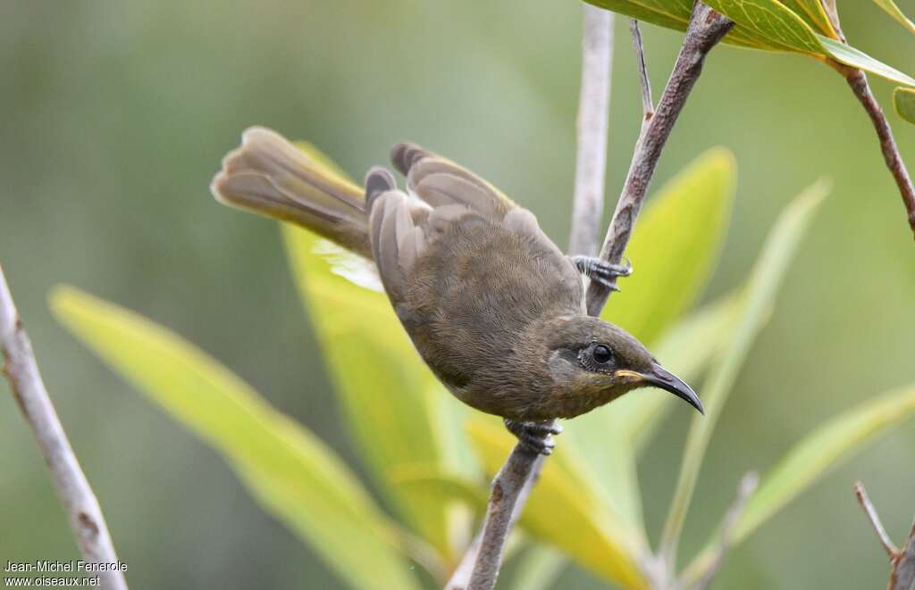 Grey-eared Honeyeater, Behaviour