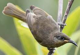 Grey-eared Honeyeater