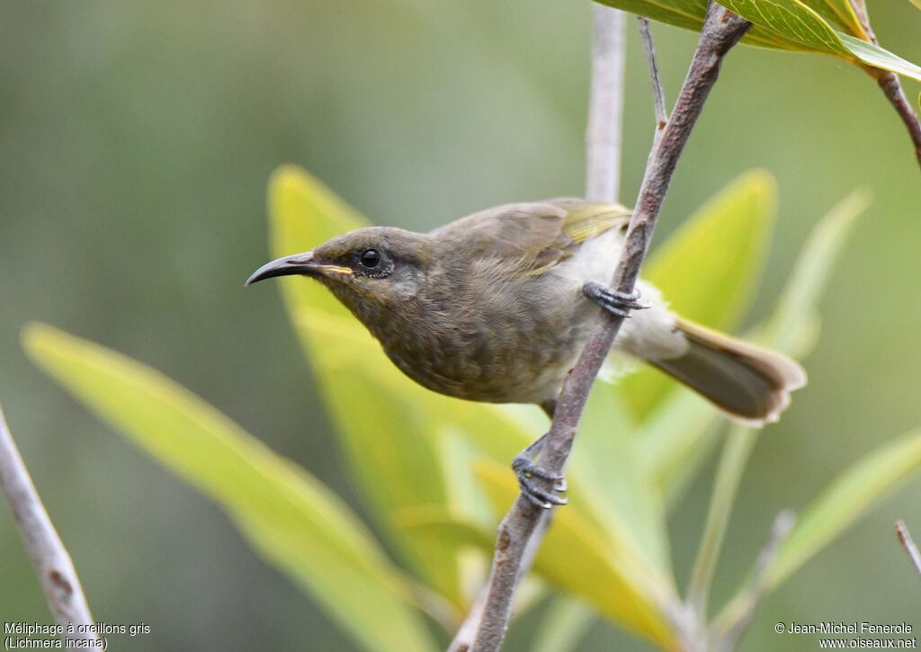 Grey-eared Honeyeater