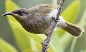 Grey-eared Honeyeater