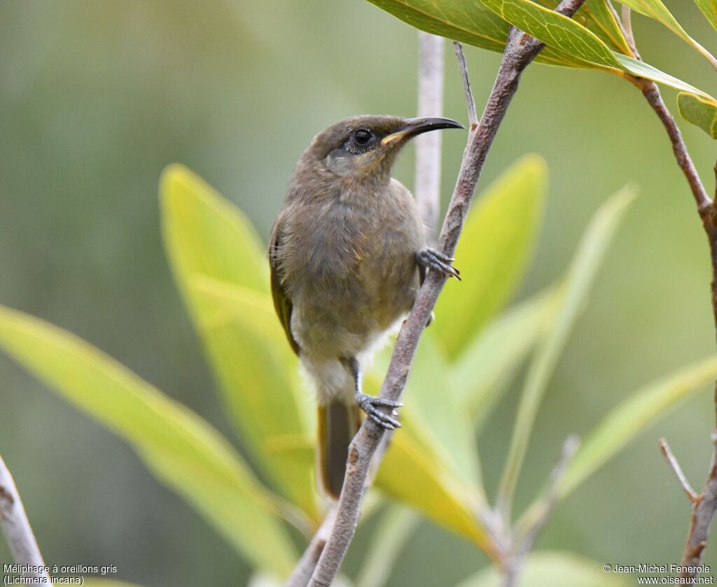 Grey-eared Honeyeater