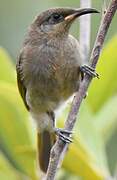 Grey-eared Honeyeater