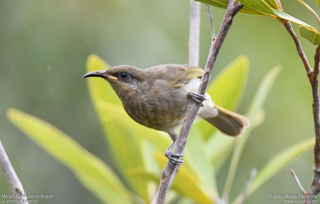 Grey-eared Honeyeater