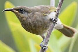 Grey-eared Honeyeater