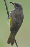 Grey-eared Honeyeater