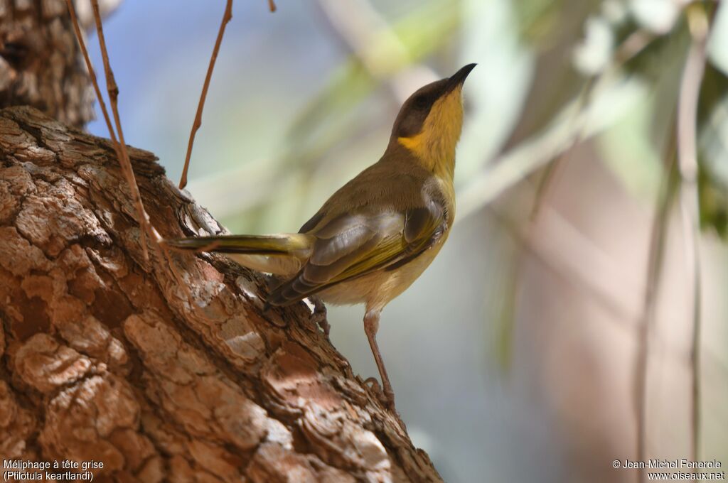 Grey-headed Honeyeater