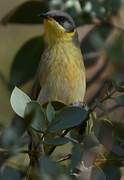 Grey-headed Honeyeater