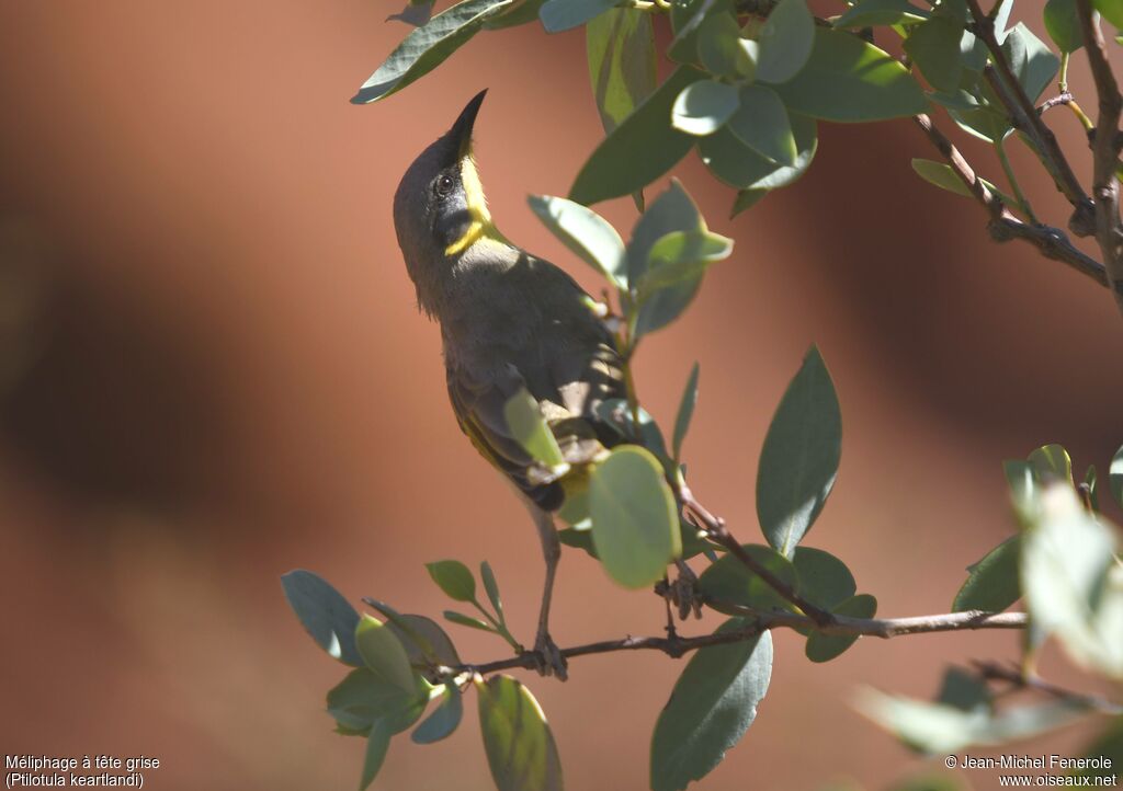 Grey-headed Honeyeater