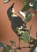 Grey-headed Honeyeater