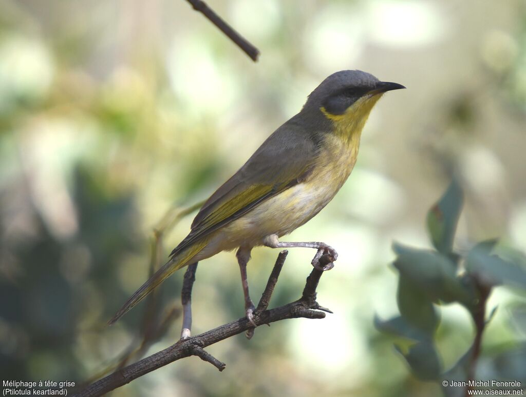 Grey-headed Honeyeater