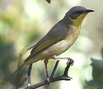 Grey-headed Honeyeater