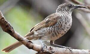 Barred Honeyeater