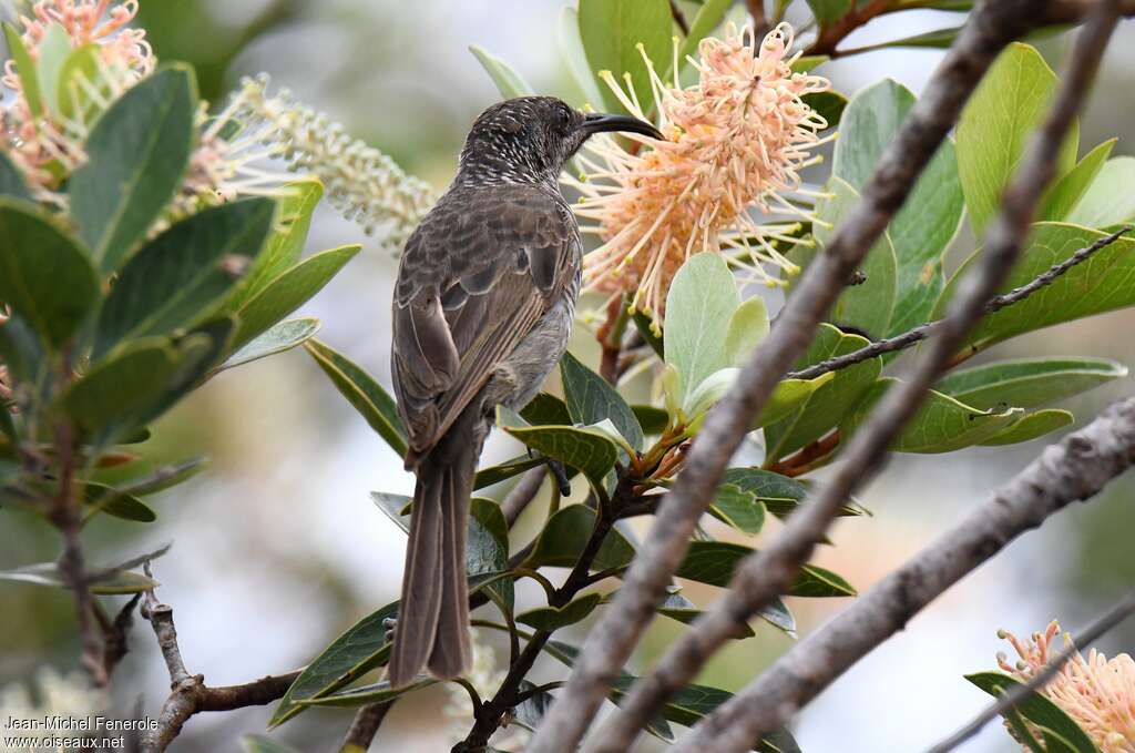 Barred Honeyeateradult, feeding habits