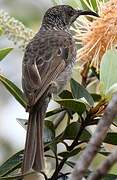 Barred Honeyeater