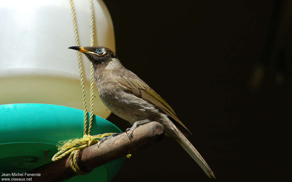 Bridled Honeyeateradult, identification